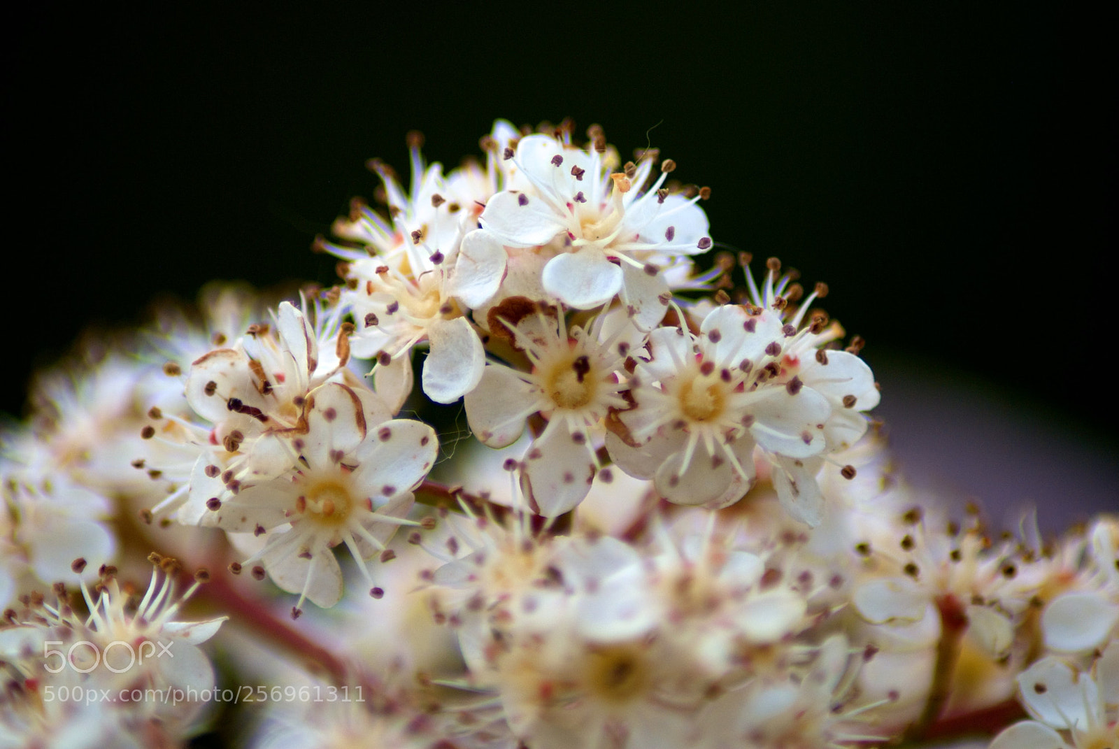 Nikon D60 sample photo. Version photography