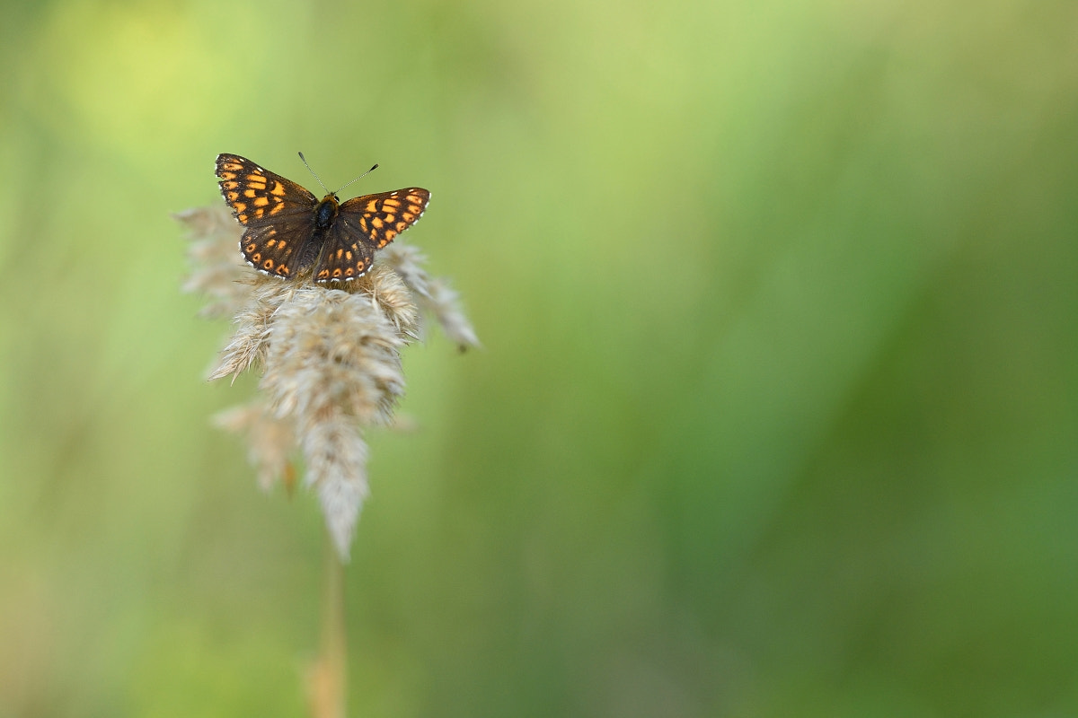 Nikon D7200 + Sigma 150mm F2.8 EX DG OS Macro HSM sample photo. Hamearis lucina photography