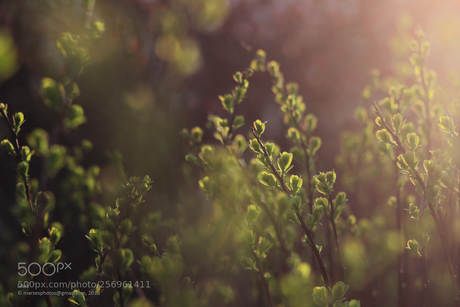 Canon EOS 60D sample photo. Untitled photography