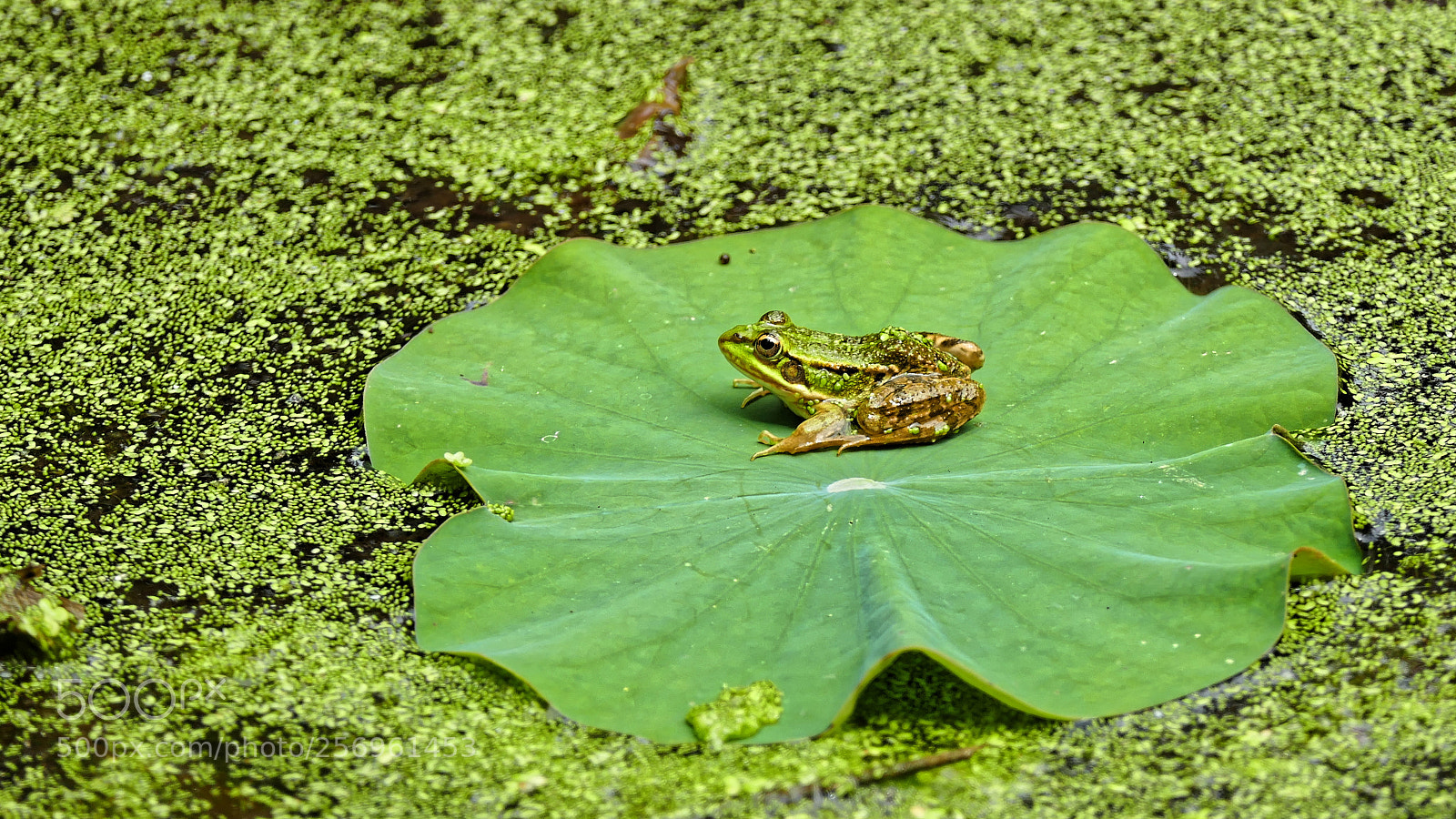 Panasonic Lumix DMC-FZ1000 sample photo. Frog posing photography