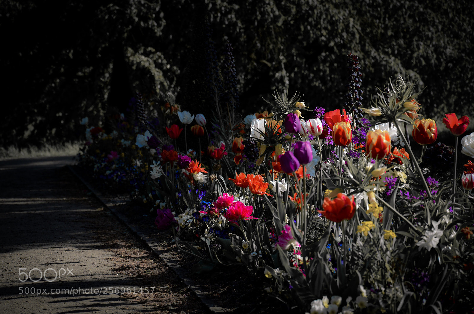 Nikon D7000 sample photo. Flowers  photography
