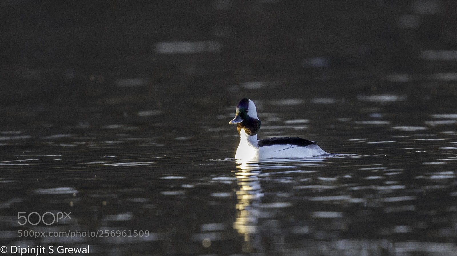 Canon EOS 5D Mark IV sample photo. Buffle head photography