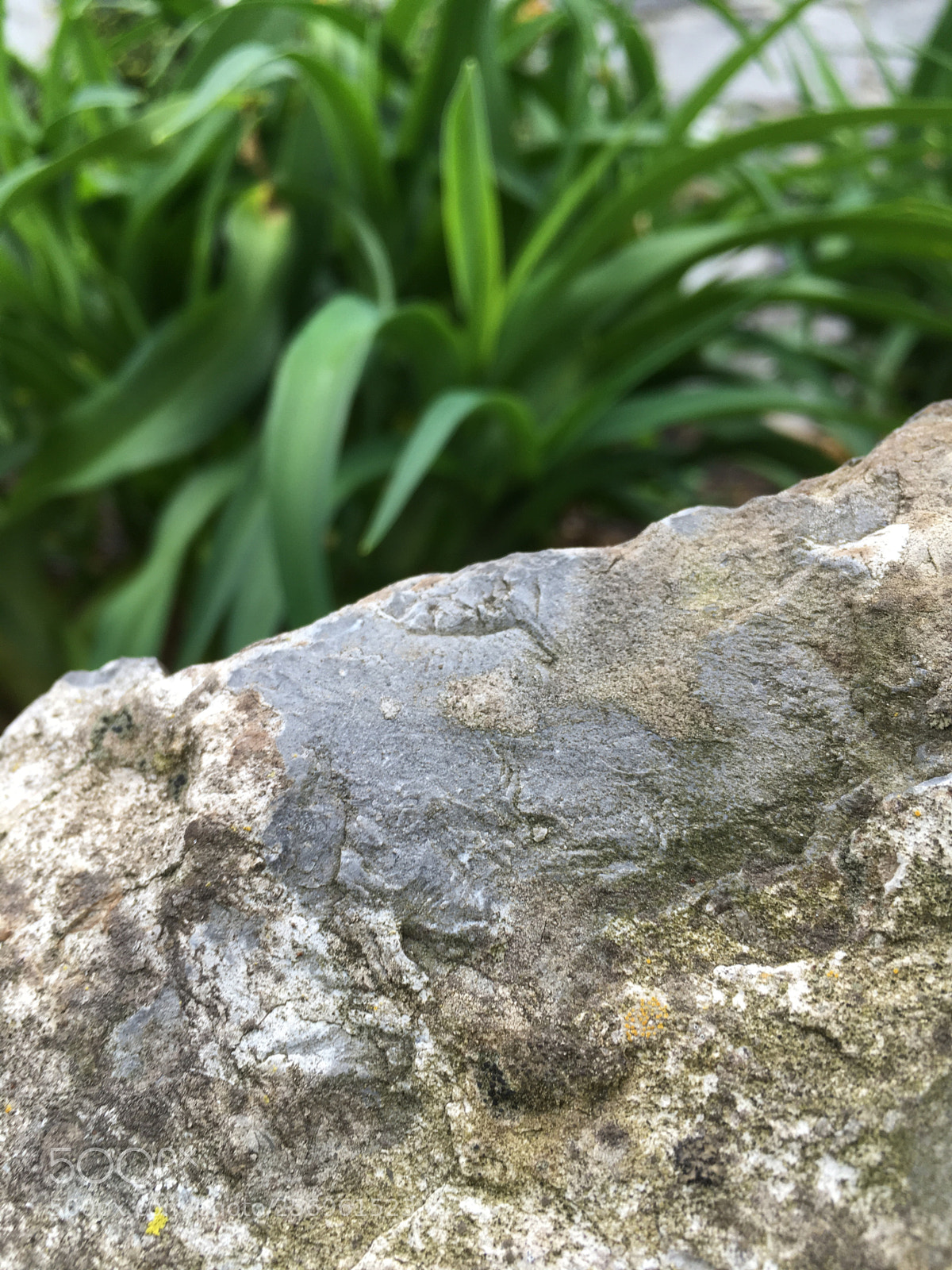 Apple iPhone SE sample photo. Leaves and rocks  photography