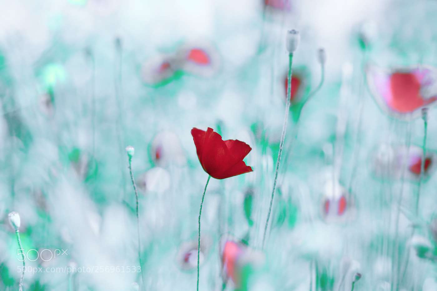 Nikon D7100 sample photo. Gelincik photography