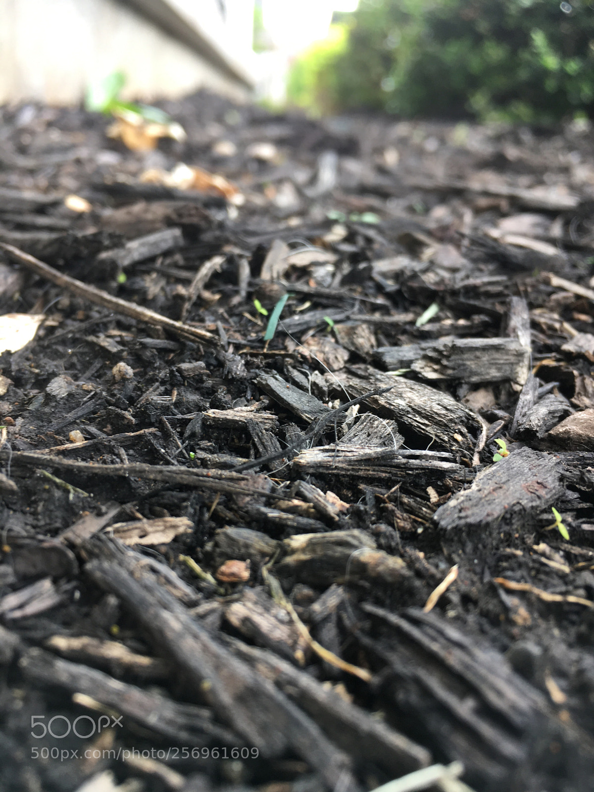 Apple iPhone SE sample photo. Mulch photography