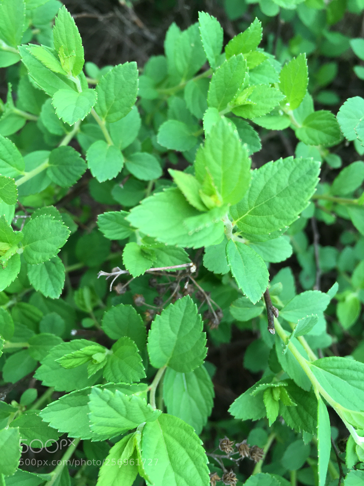 Apple iPhone SE sample photo. Bushes photography