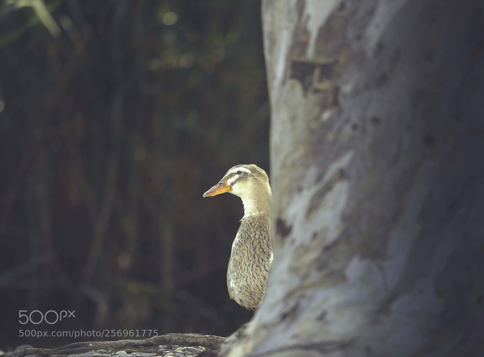 Canon EOS 5D Mark IV sample photo. Duck photography