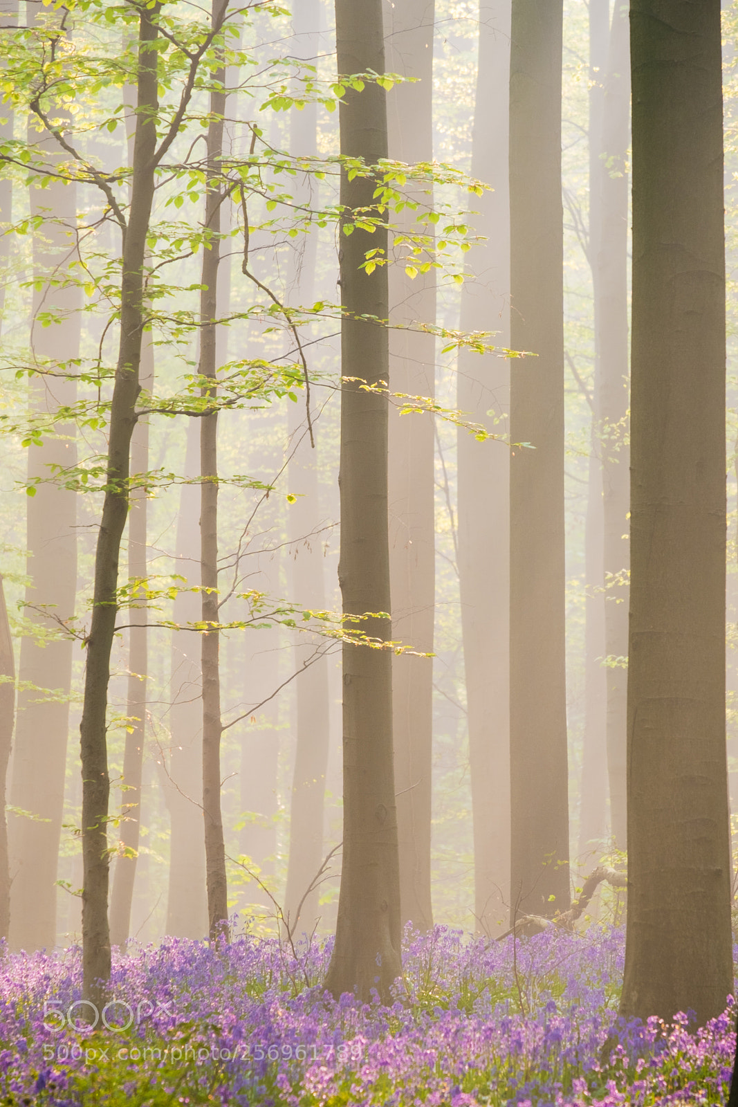 Fujifilm X-T2 sample photo. Fairytale forest photography