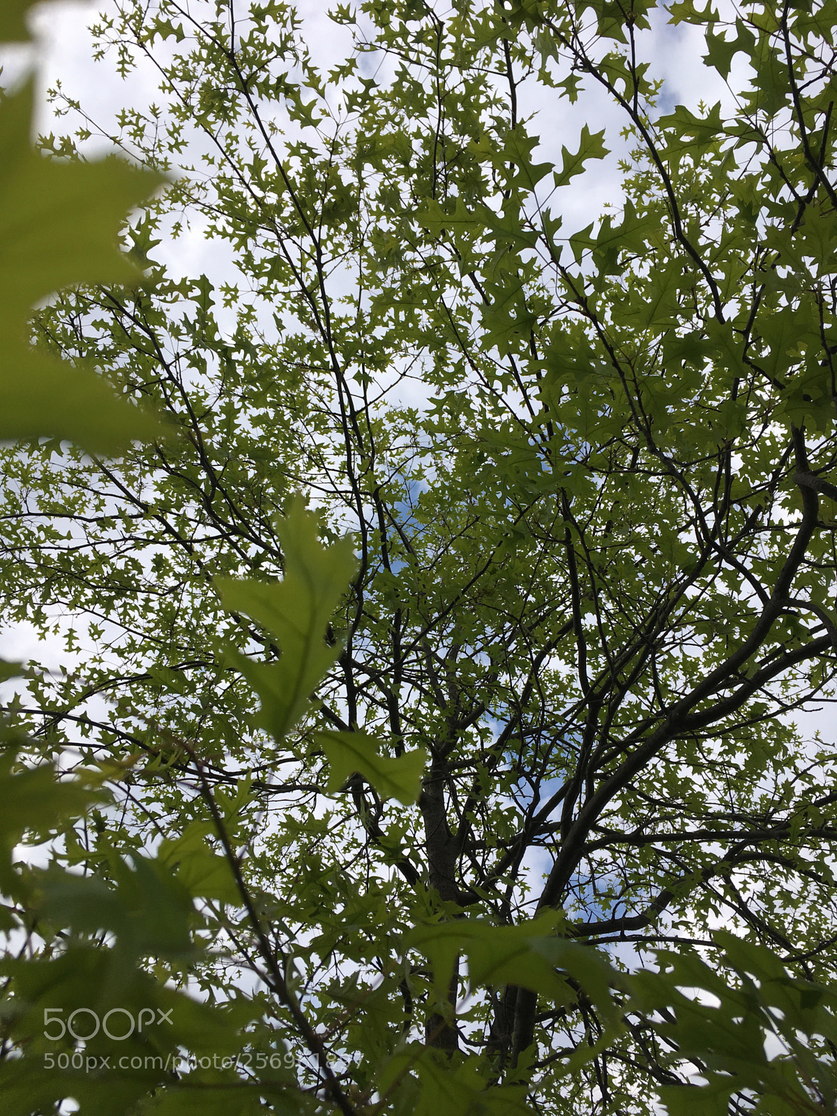 Apple iPhone SE sample photo. Trees photography