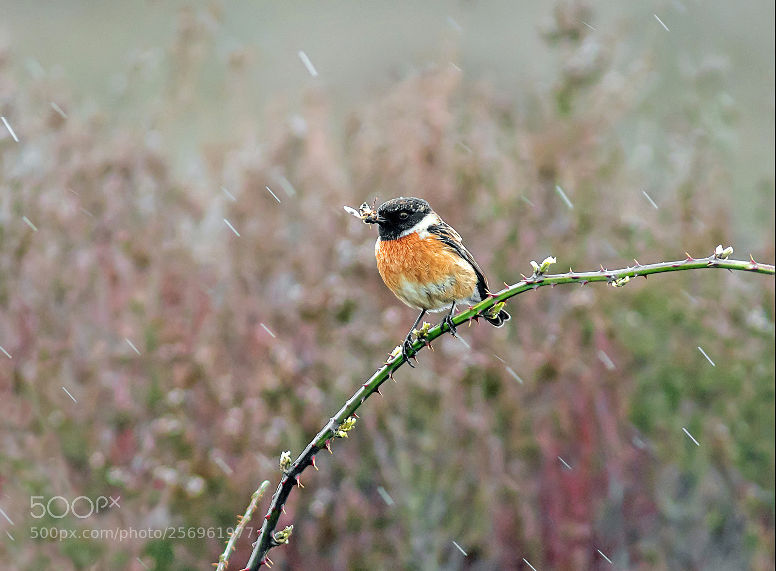 Canon EOS 7D Mark II sample photo. Male stonechat photography