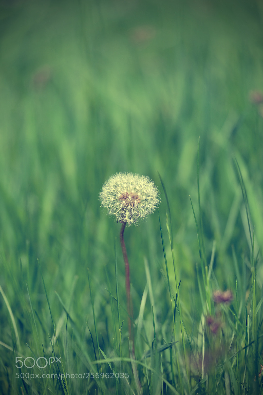 Fujifilm X-T2 sample photo. Daydream photography