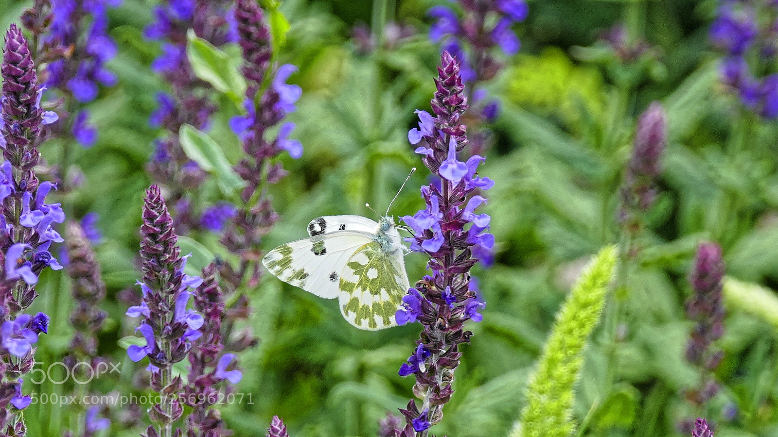 Panasonic Lumix DMC-FZ1000 sample photo. Butterfly working hard photography