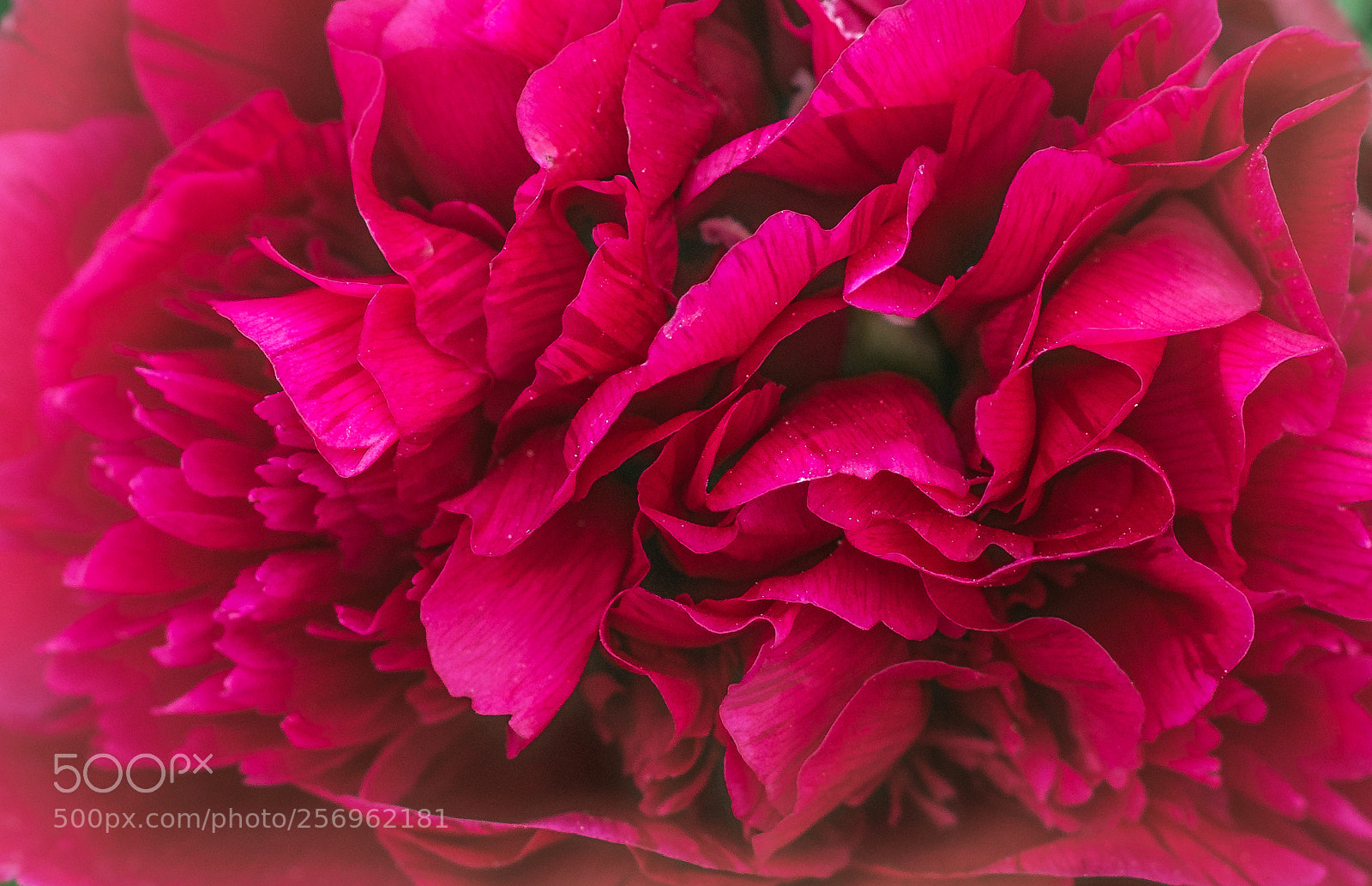 Canon EOS 70D sample photo. ***velvet paeonia*** photography