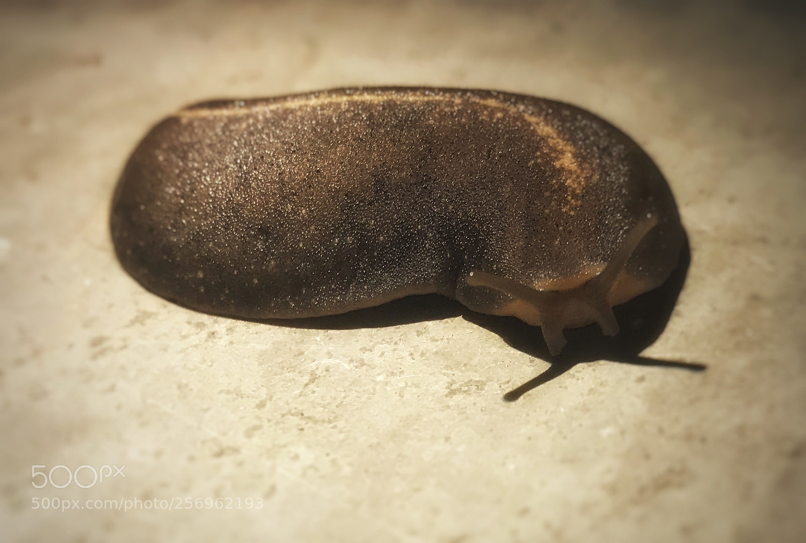 Apple iPhone 7 Plus sample photo. Snail  photography