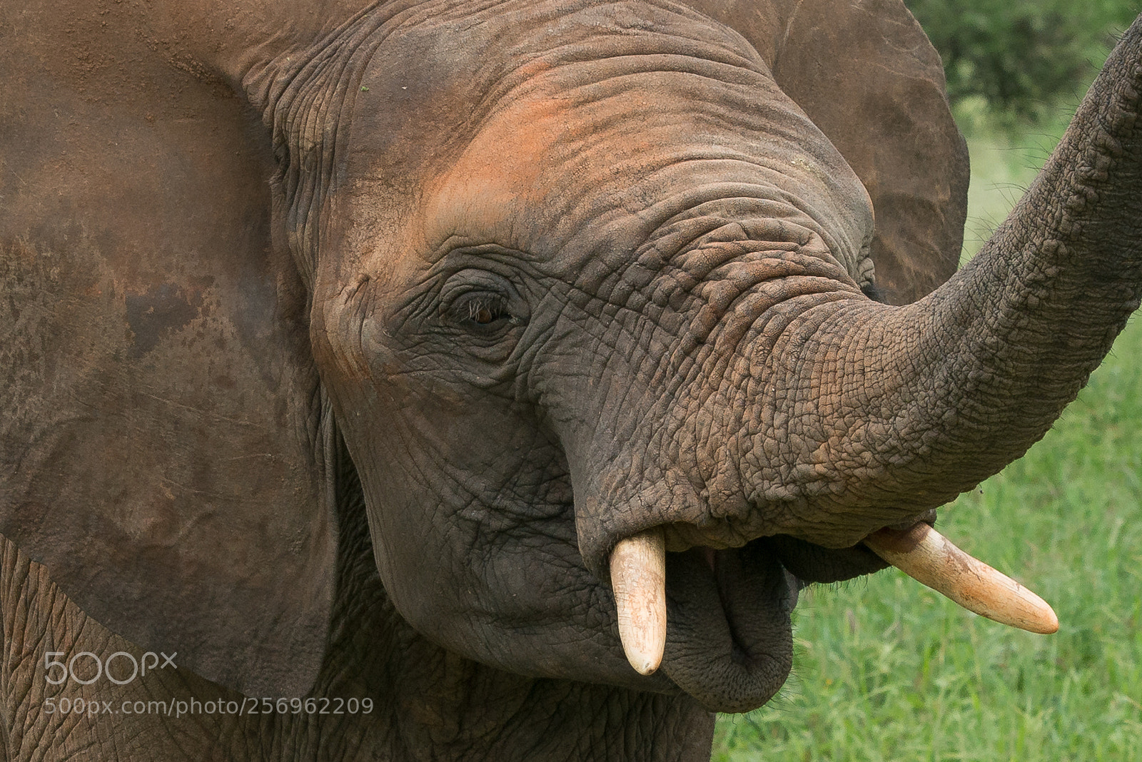 Nikon D800 sample photo. - photography