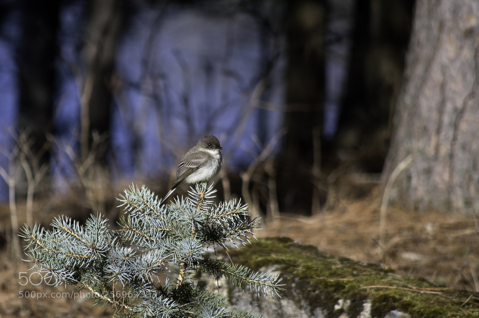 Nikon D3200 sample photo. Tyran tritri - tyrannus photography
