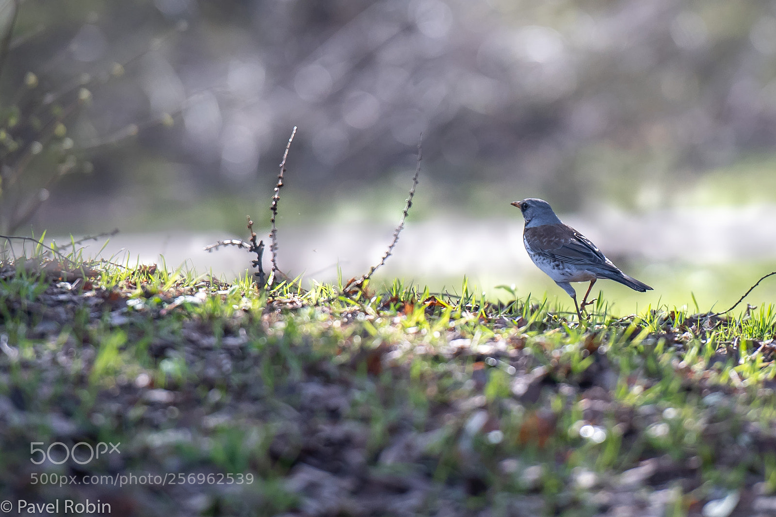 Nikon D5 sample photo. Catbird photography