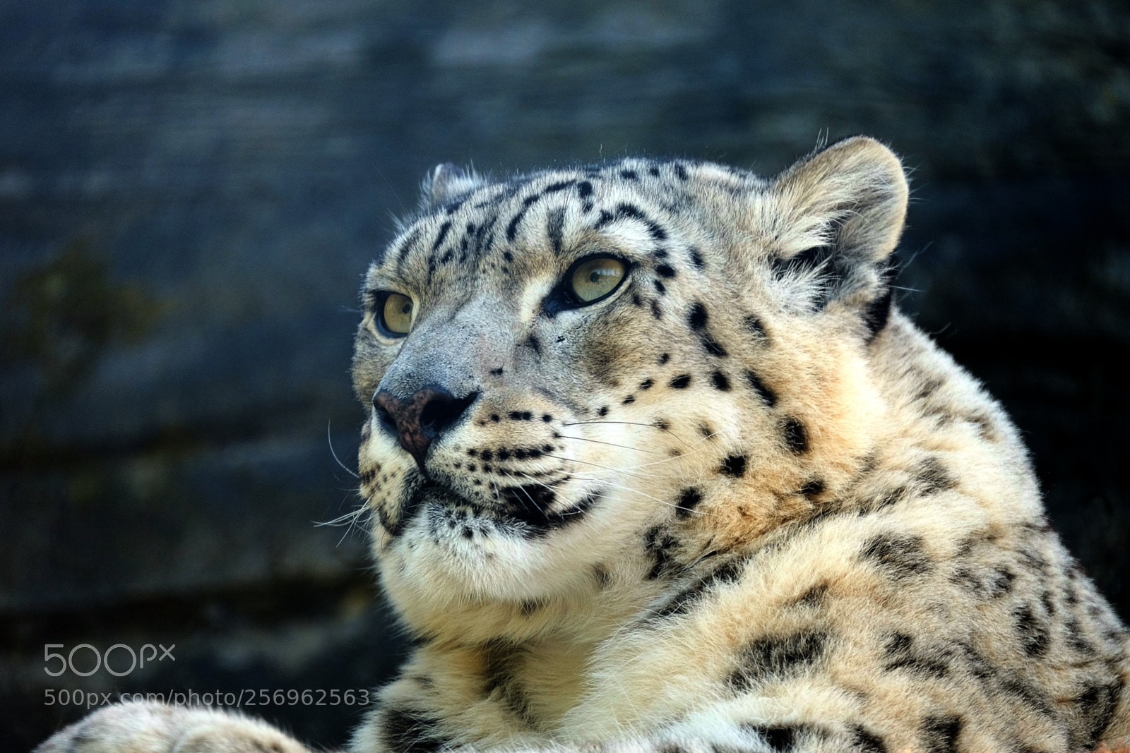 Fujifilm X-T1 sample photo. Snow leopard photography