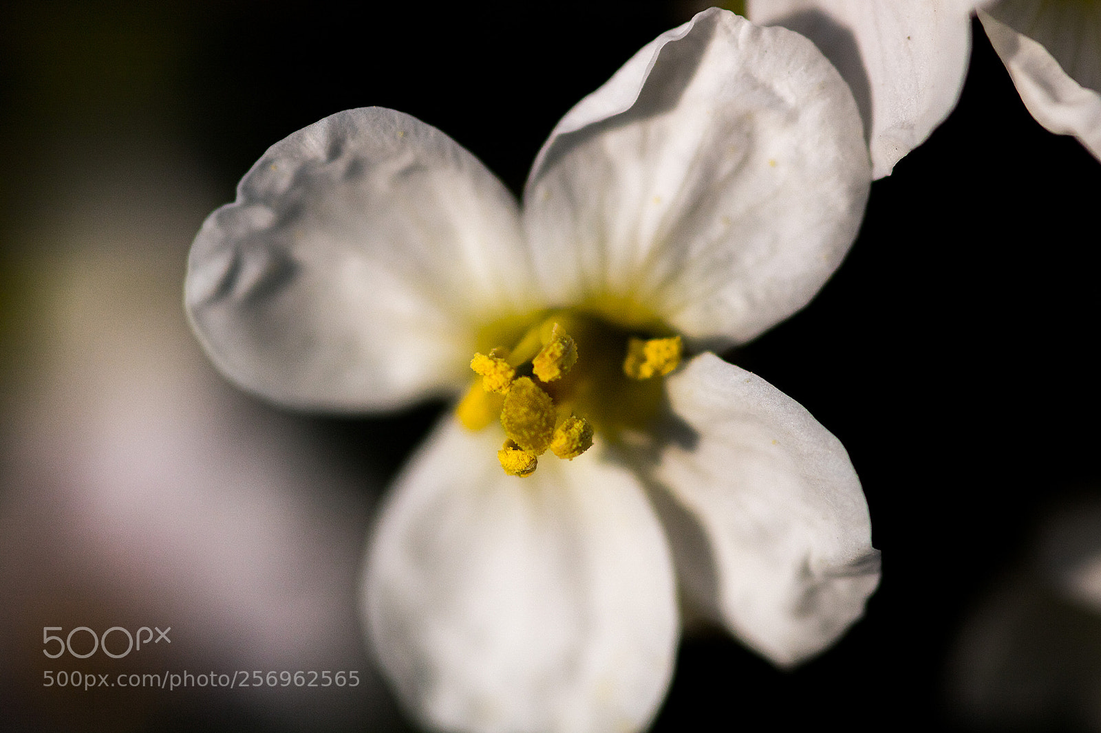 Canon EOS 750D (EOS Rebel T6i / EOS Kiss X8i) sample photo. White and yellow photography