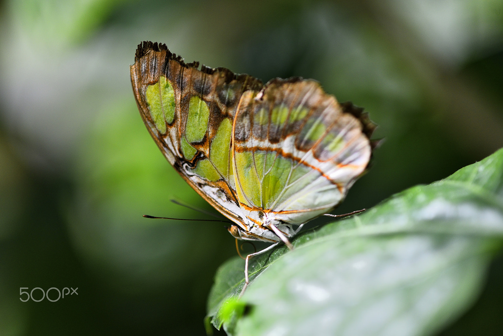 Nikon D800 + Sigma 105mm F2.8 EX DG Macro sample photo. Farfalla photography