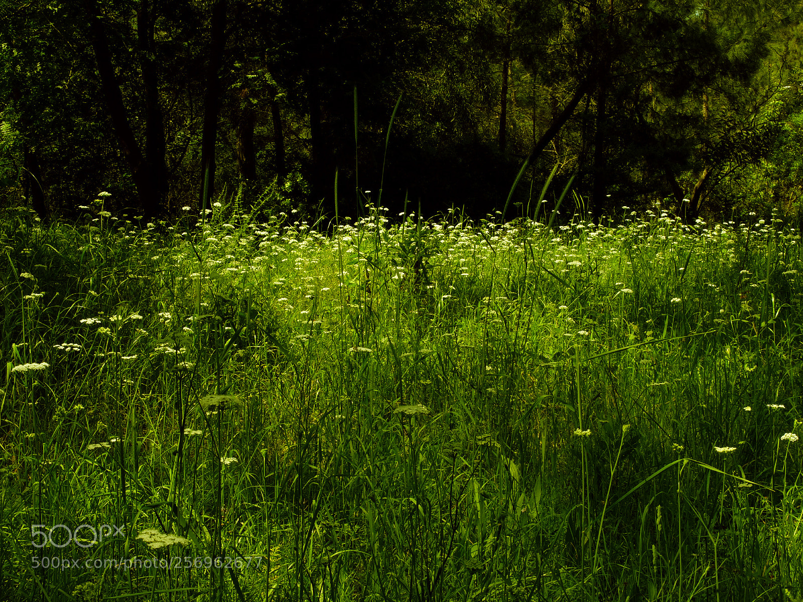 Fujifilm X20 sample photo. Meadow photography