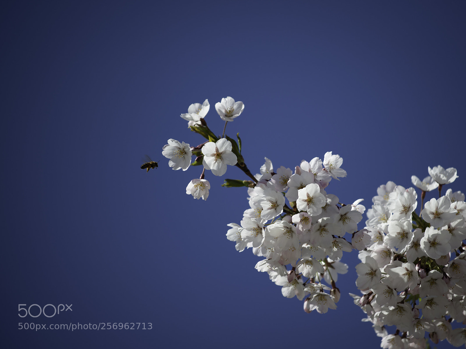 Nikon D800E sample photo. What have we here photography