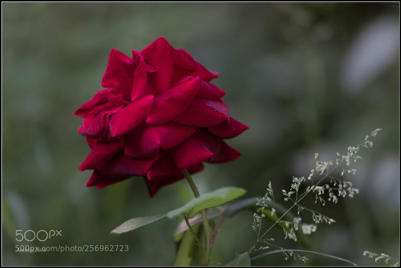 Canon EOS 77D (EOS 9000D / EOS 770D) sample photo. An old rose photography