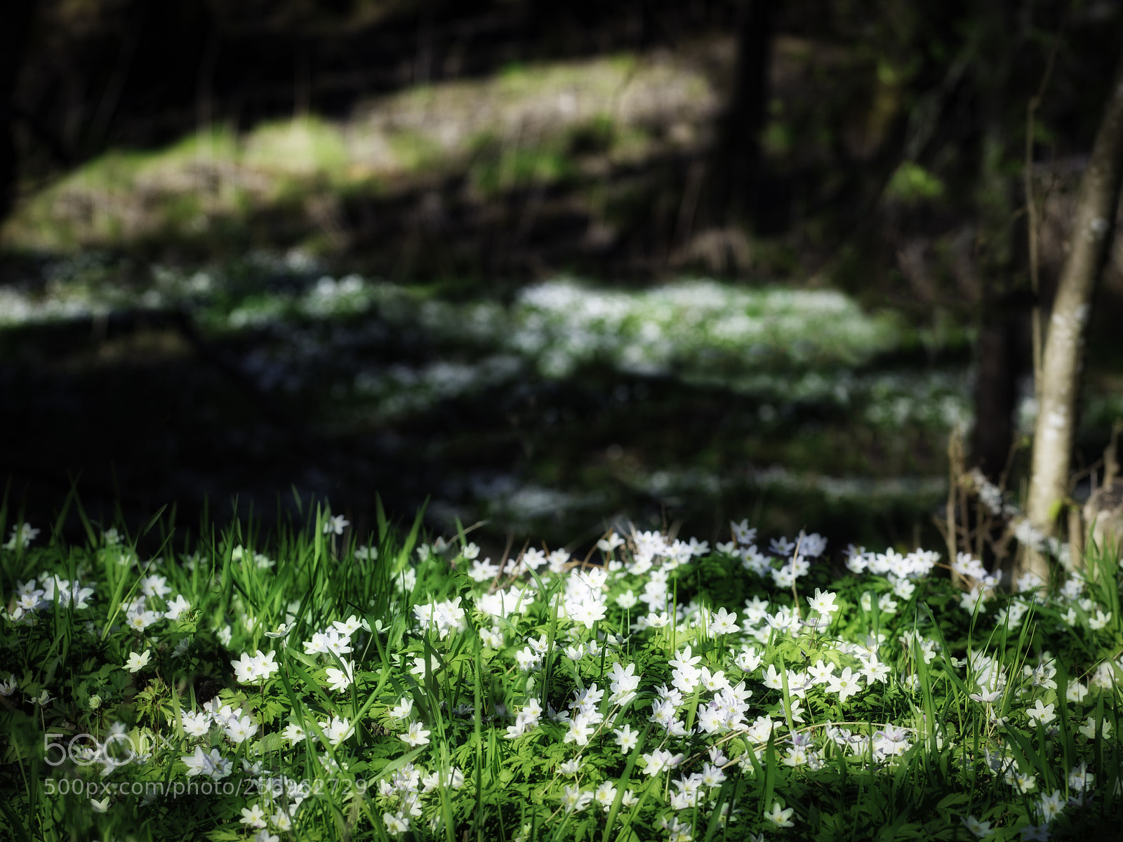 Nikon D800E sample photo. Wood anemones photography