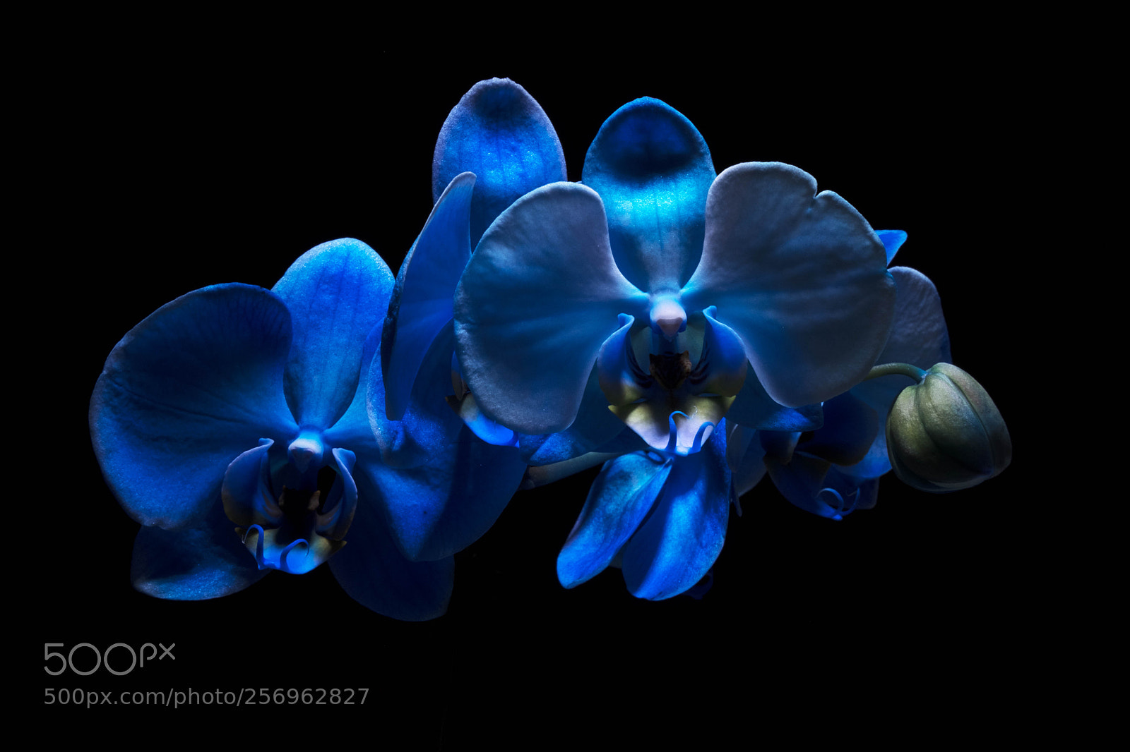 Fujifilm X-T2 sample photo. Blue orchids photography