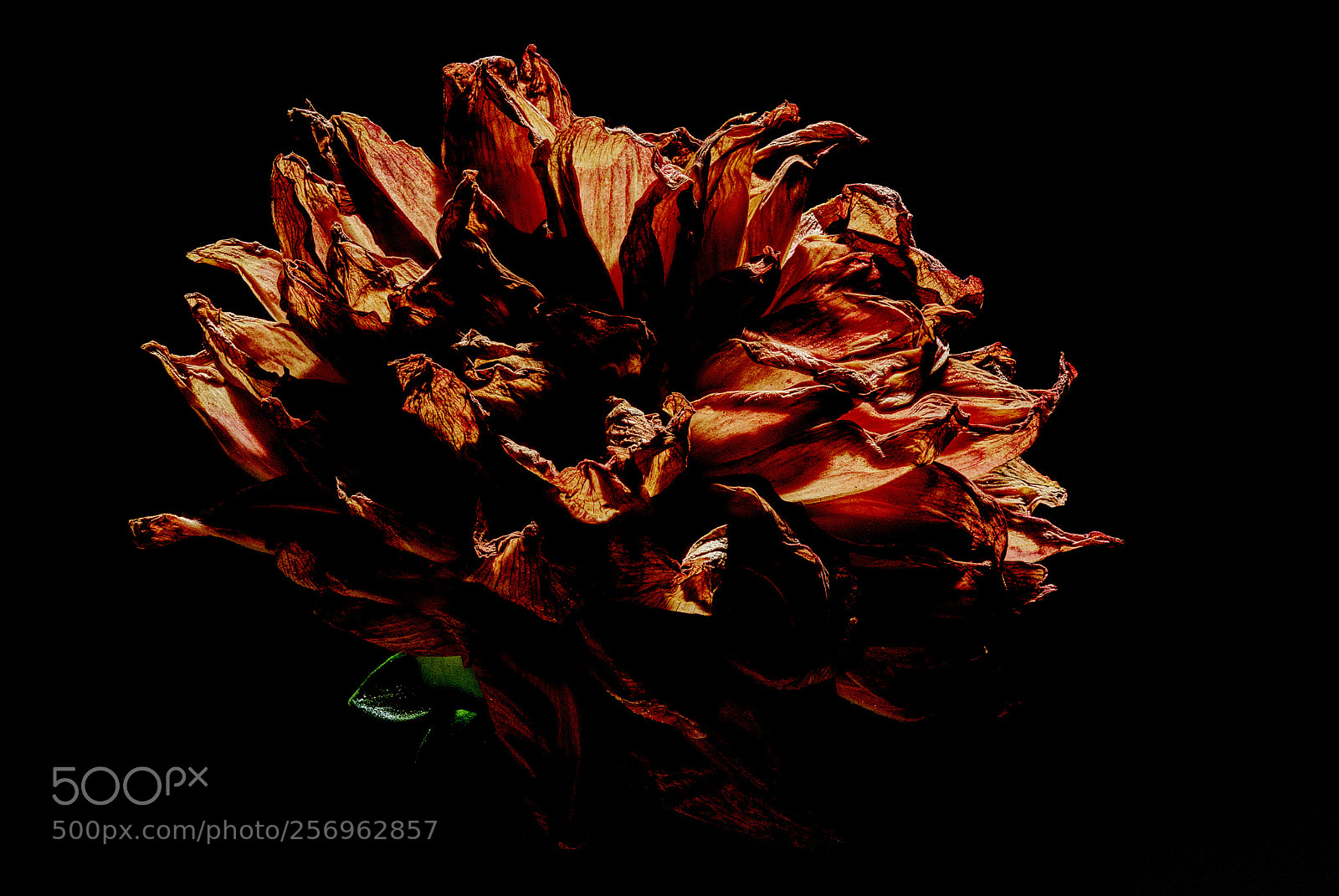 Nikon D5500 sample photo. Withered dahlia photography
