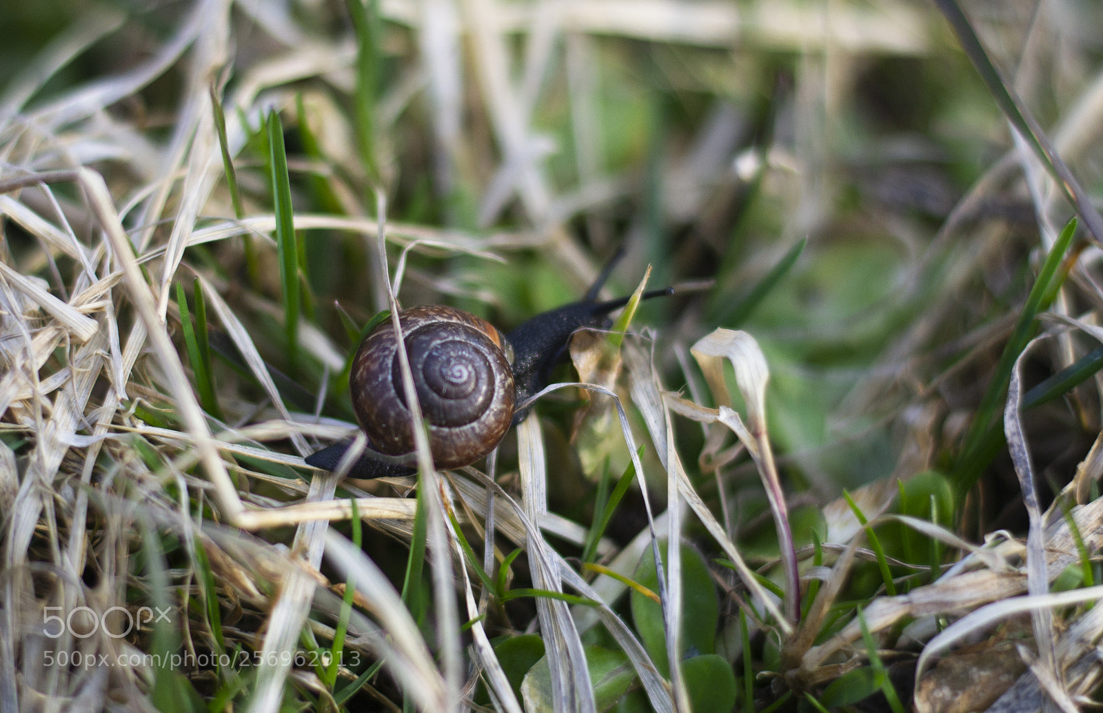 Nikon D3100 sample photo. улитище photography