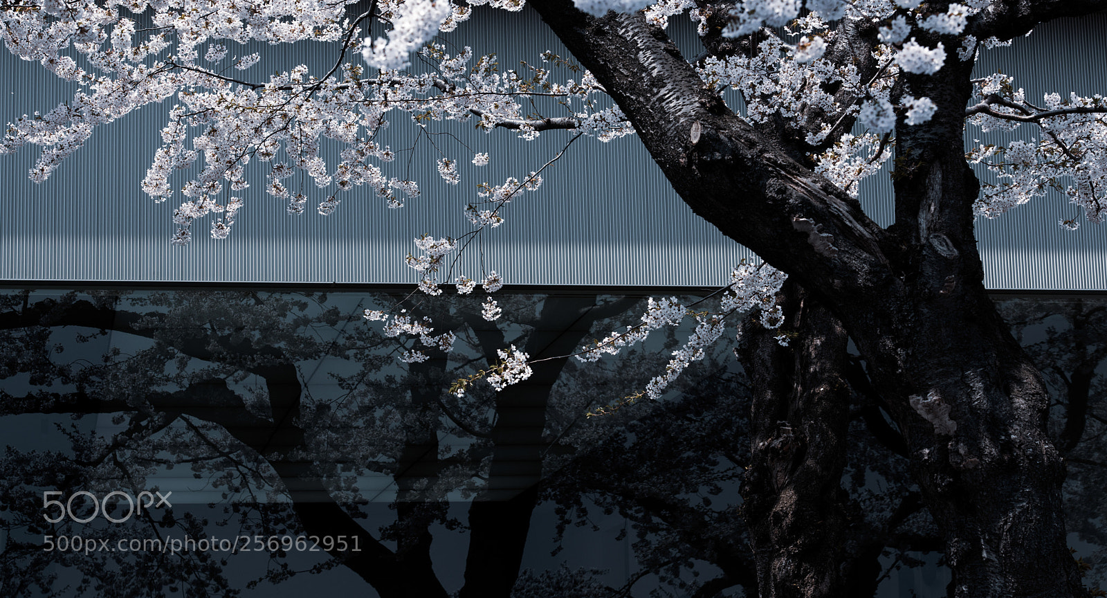 Nikon D810 sample photo. Far side photography