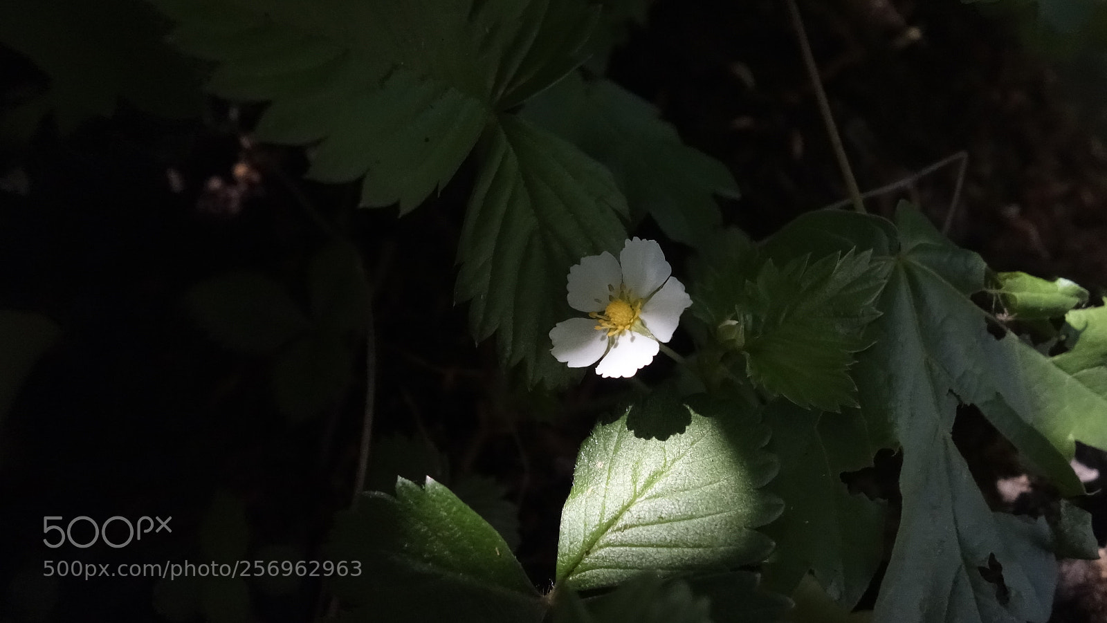 Sony Cyber-shot DSC-RX100 sample photo. Wild strawberry photography