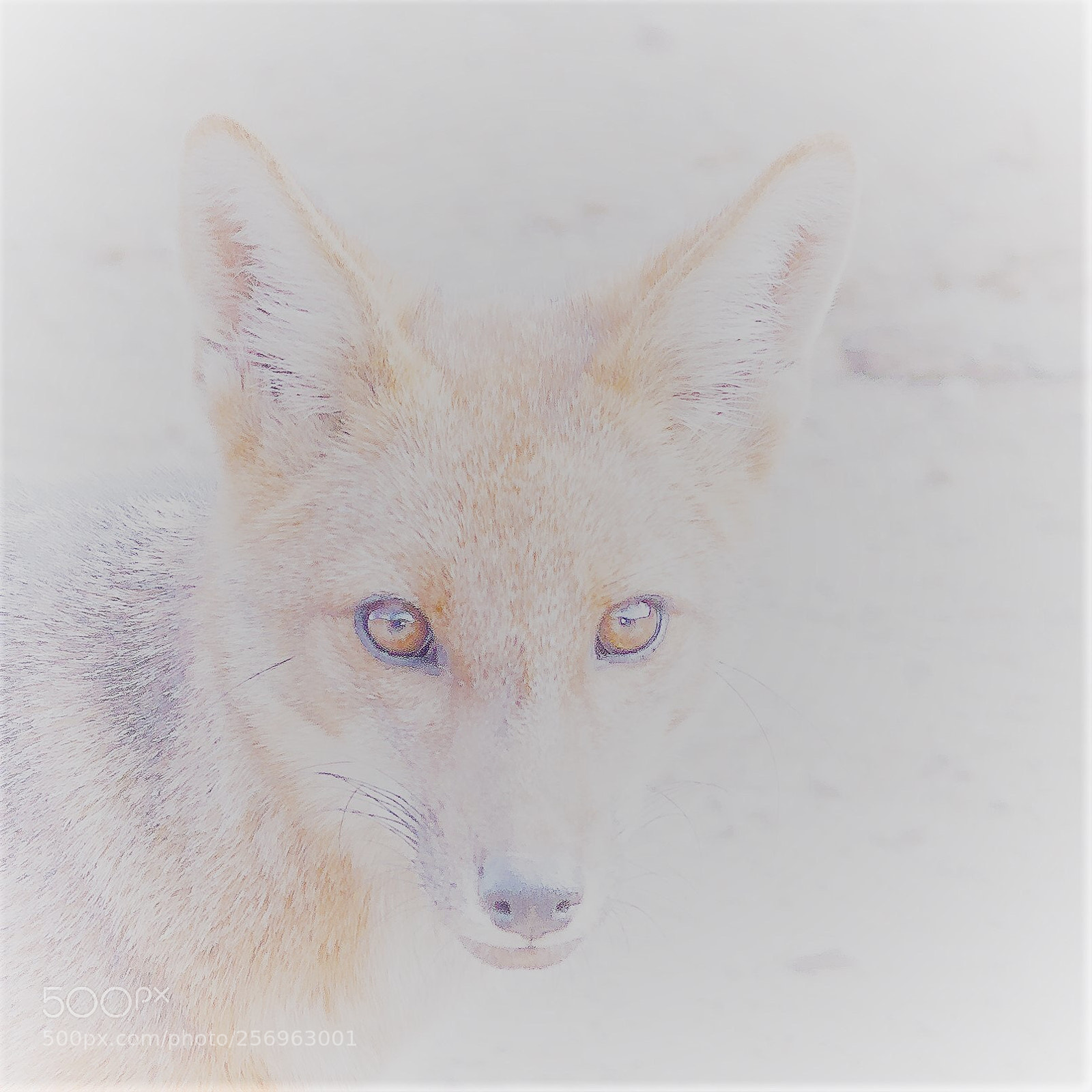 Canon EOS 70D sample photo. Zorro photography
