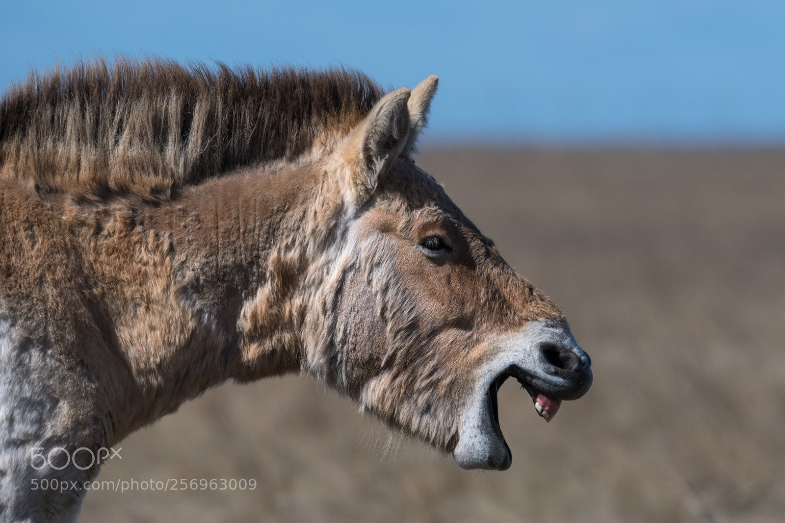 Nikon D500 sample photo. Wild horse smile photography