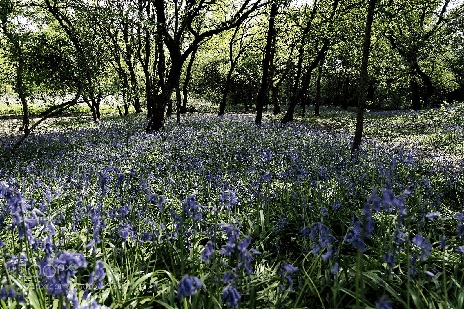 Panasonic Lumix DMC-LX10 (Lumix DMC-LX15) sample photo. Bluebells wood photography