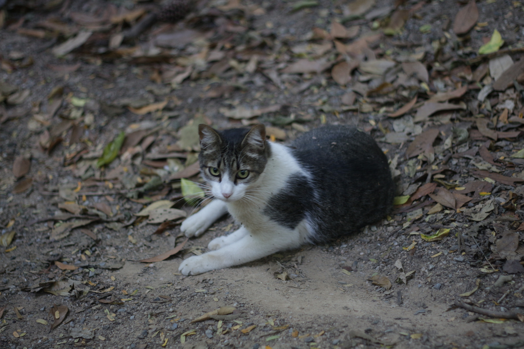 Canon EOS 700D (EOS Rebel T5i / EOS Kiss X7i) + Canon EF 50mm f/1.8 sample photo. W&g cat photography