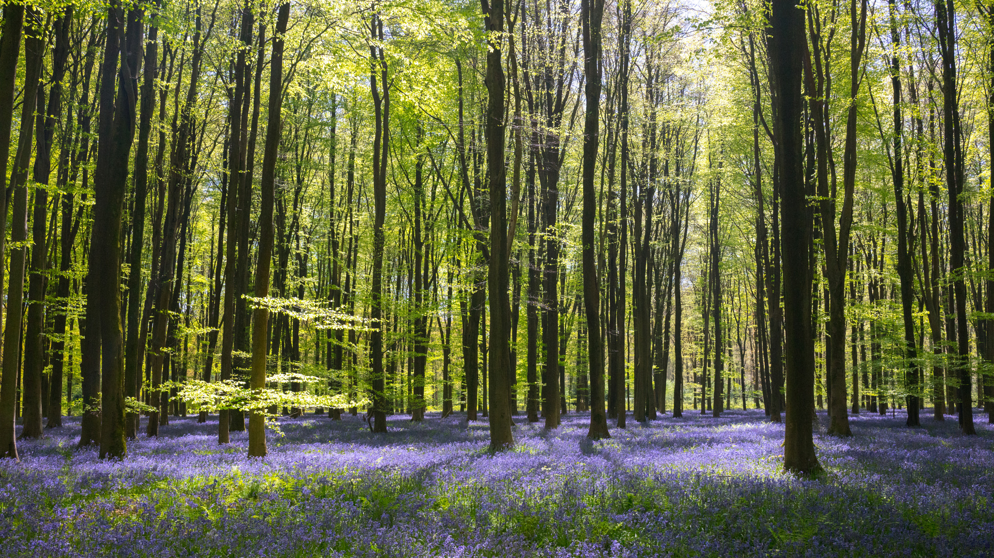 Sony Cyber-shot DSC-RX1R II sample photo. Bluebells in full bloom at micheldever woods photography