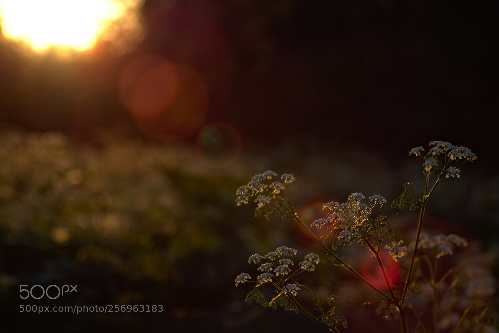 Nikon D3400 sample photo. Elderflower red photography