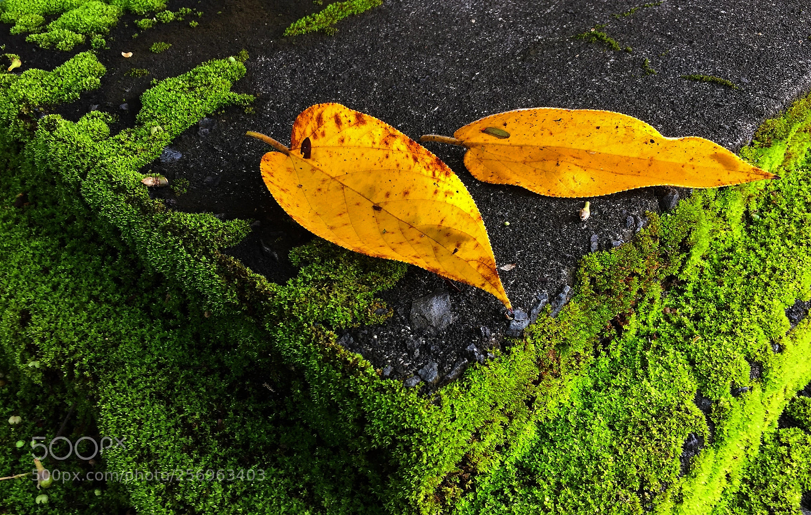 Apple iPhone 6 sample photo. Leaves on moss photography