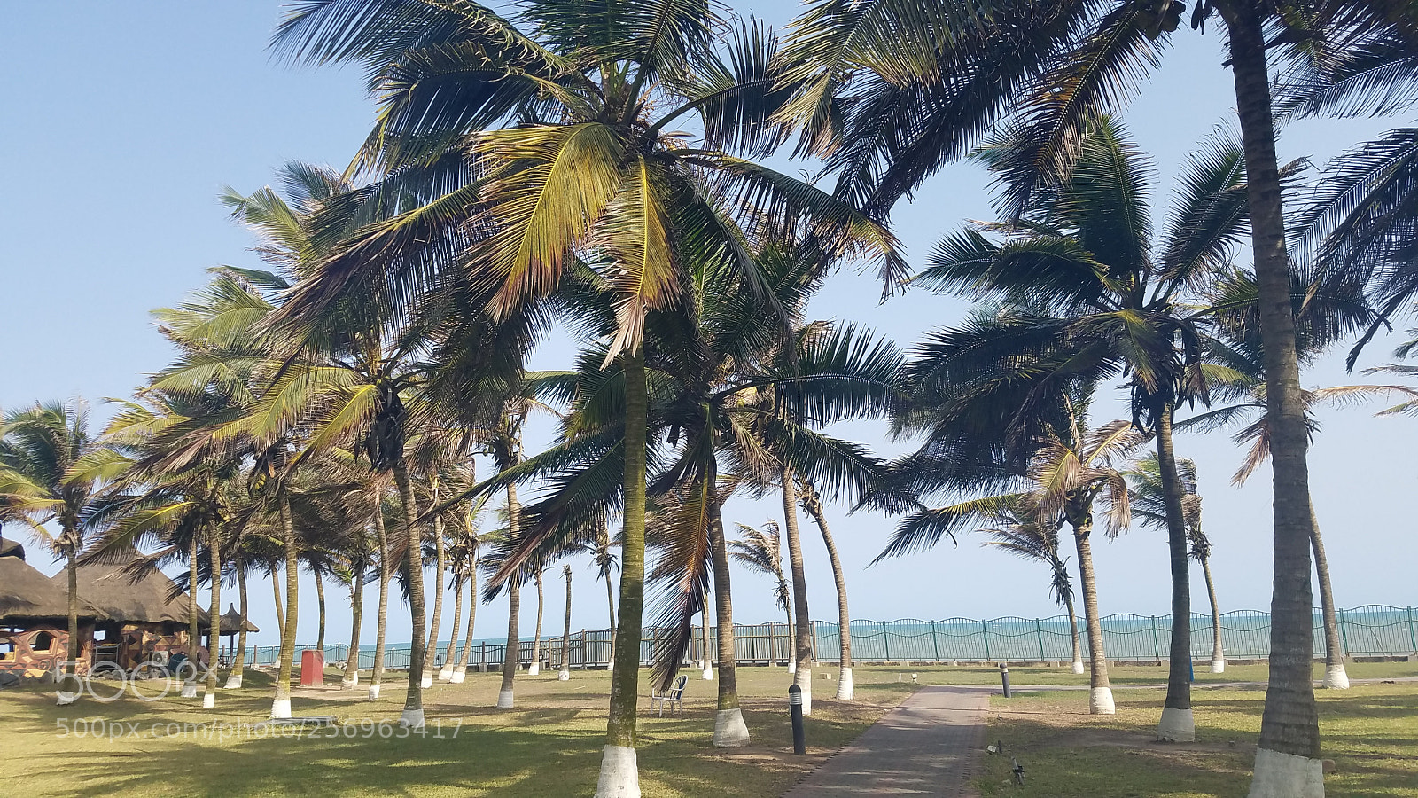 Samsung Galaxy S7 Edge sample photo. Trees by the beach photography