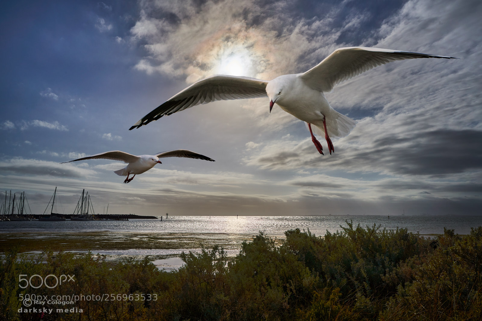 Sony a7R III sample photo. Home to roost photography