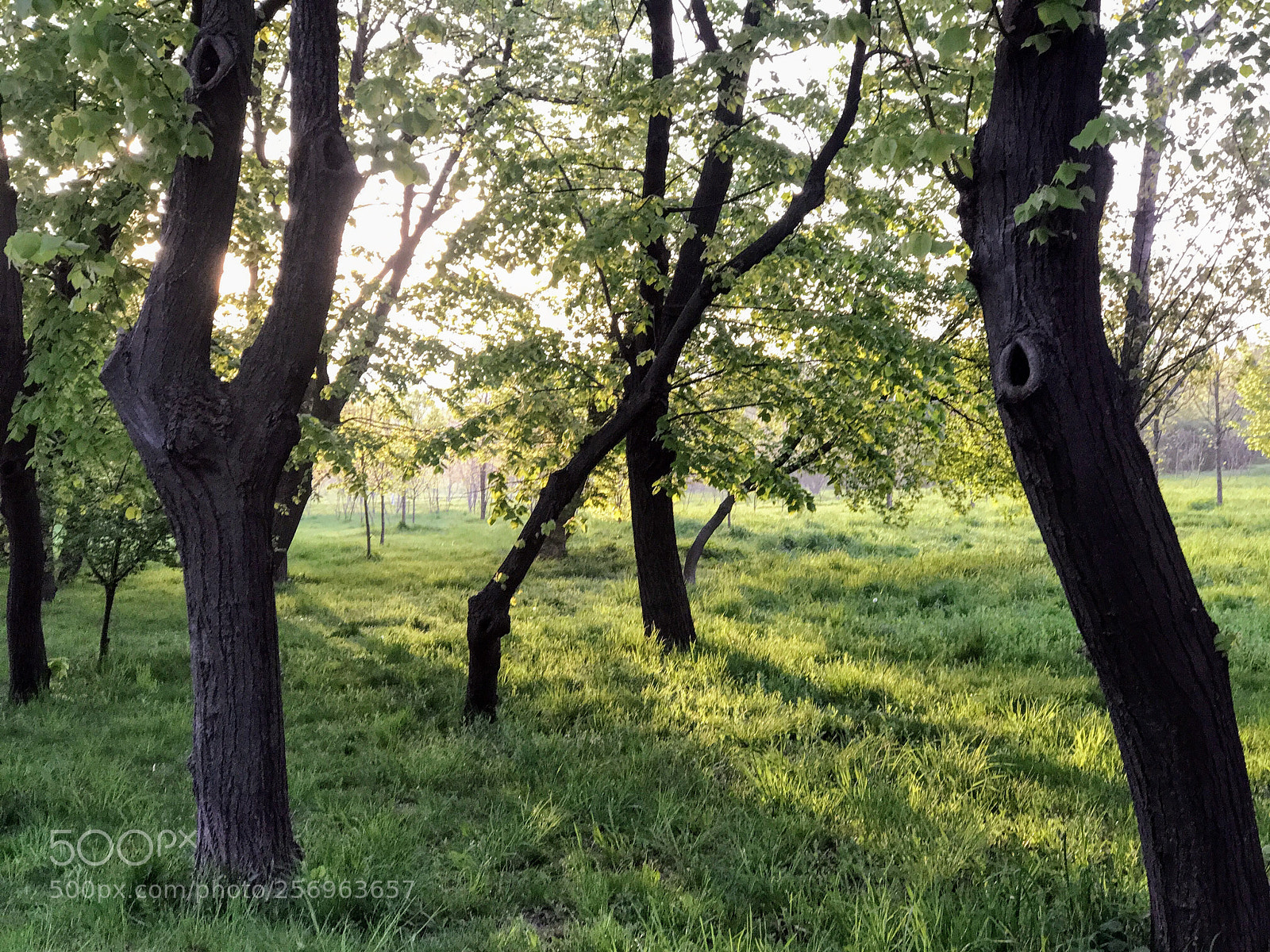 Apple iPhone 7 Plus sample photo. Walk in the park photography