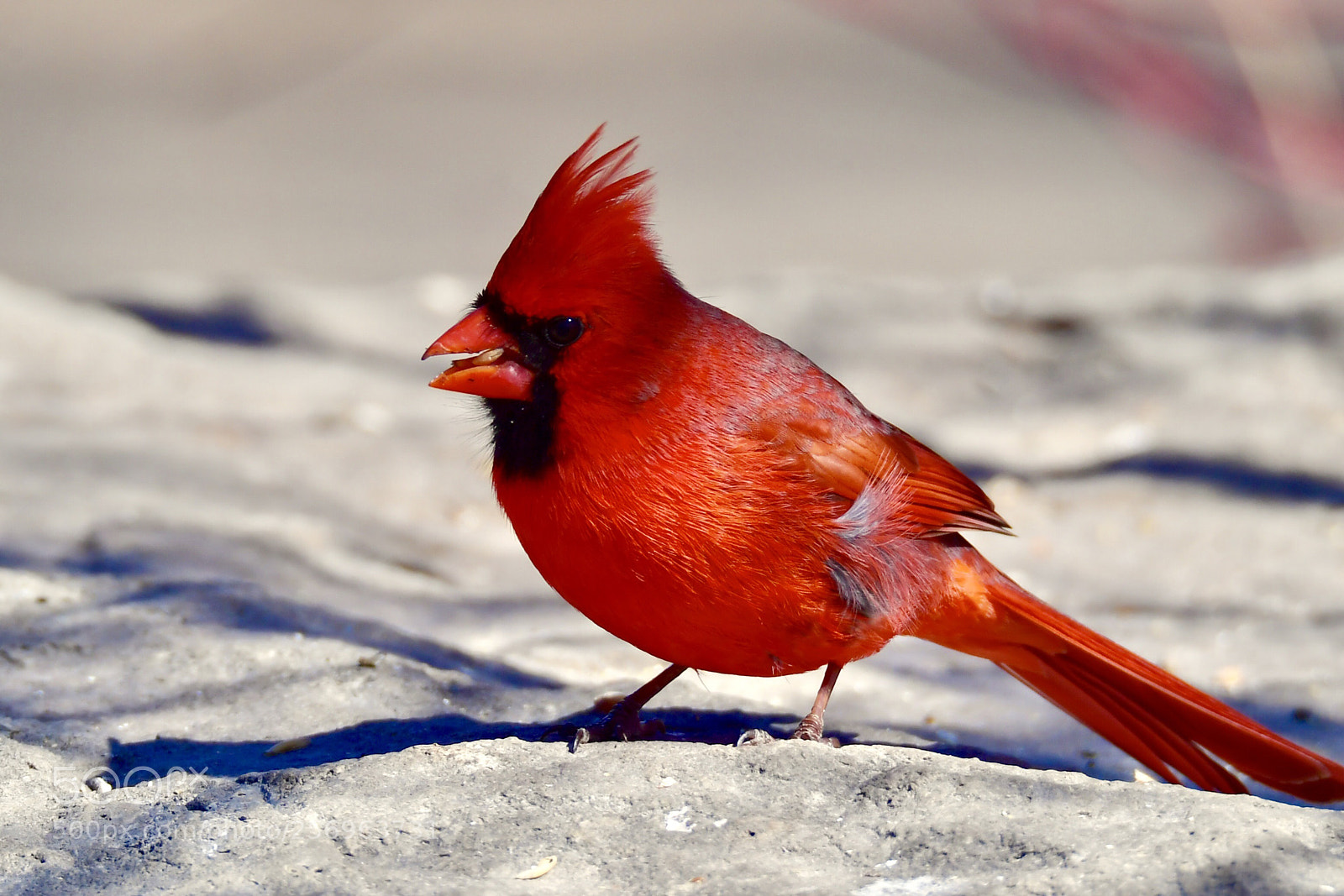 Nikon D5 sample photo. Male northern cardinal photography
