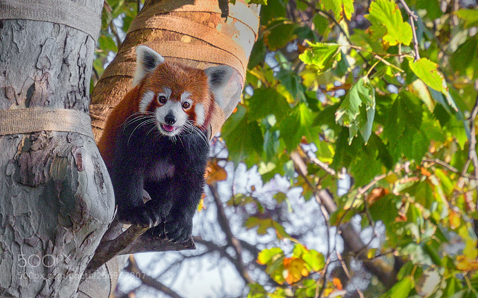 Nikon D7000 sample photo. 180501-002 red panda melbourne photography