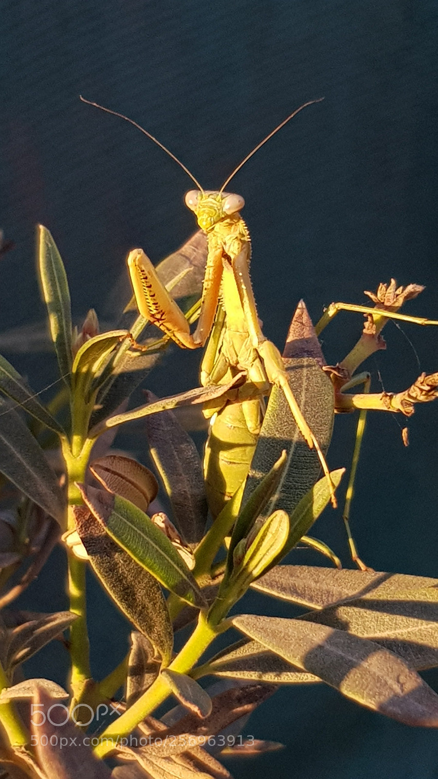 Samsung Galaxy S8 sample photo. 20180421_183629.jpg photography