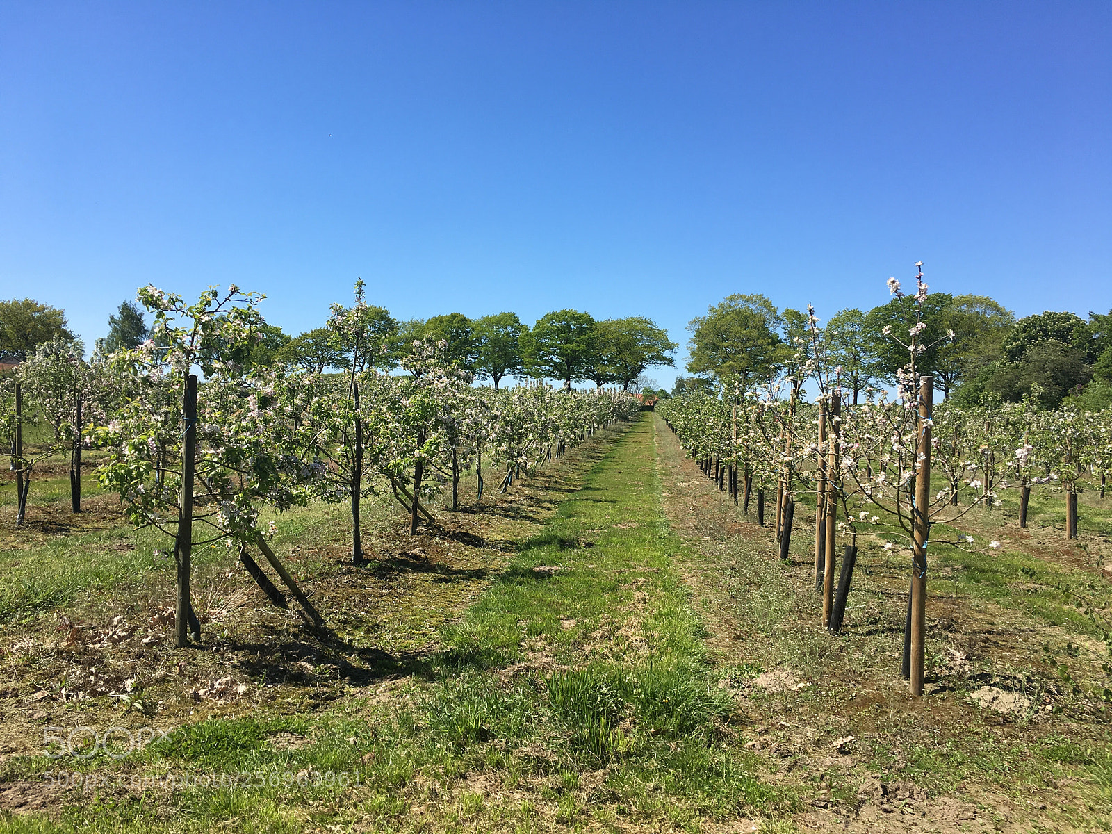 Apple iPhone 6s sample photo. Obstplantage photography
