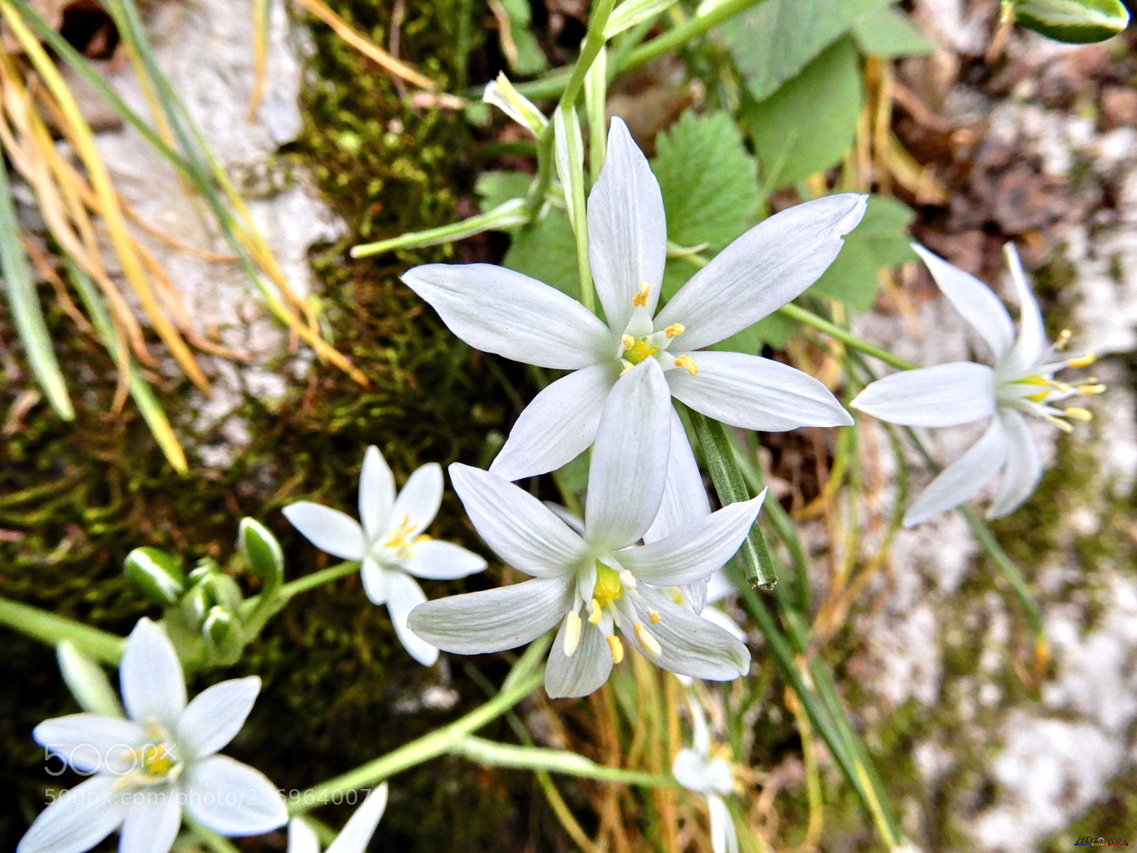 Nikon Coolpix A900 sample photo. Cheile turzii photography