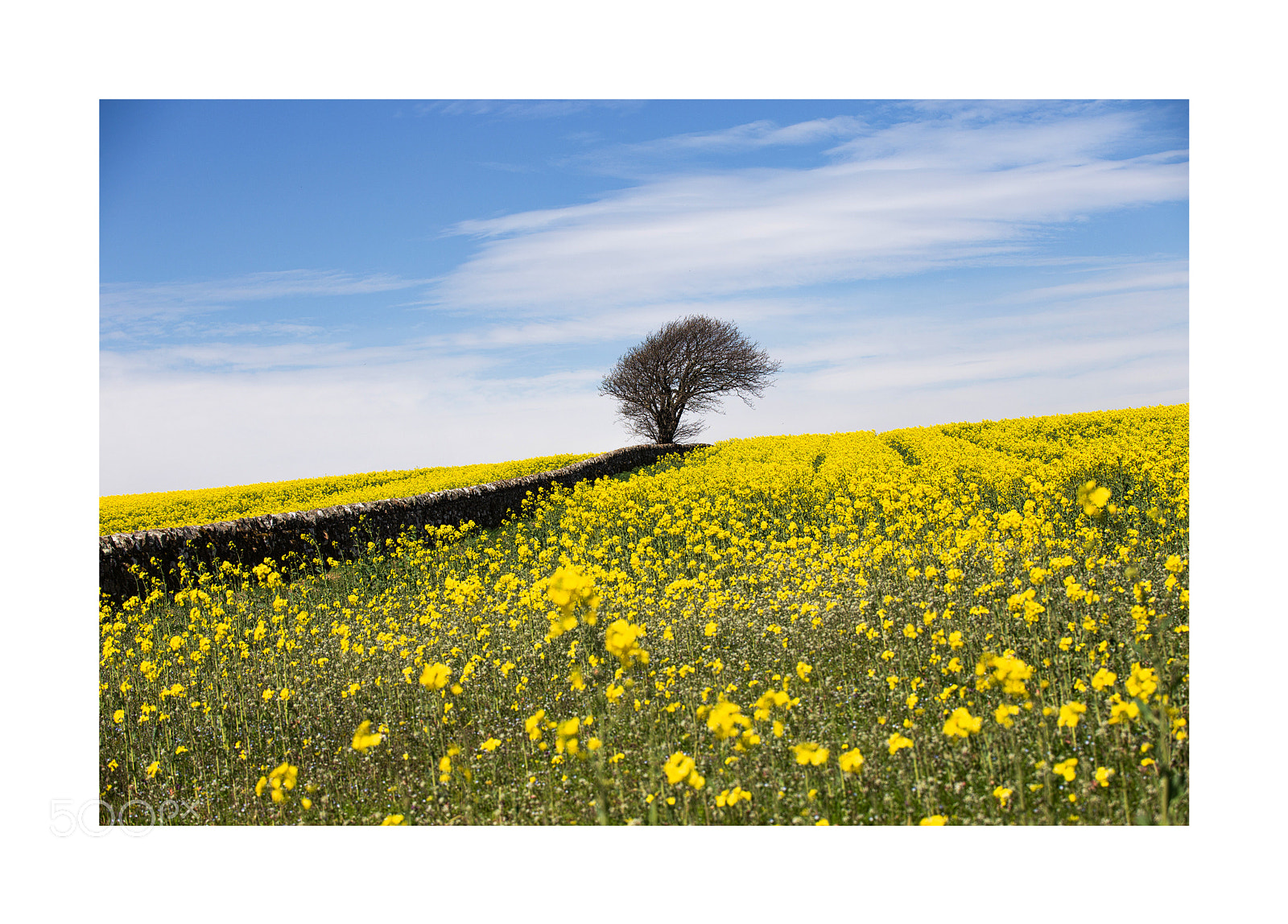 Canon EOS 6D sample photo. Field of gold photography
