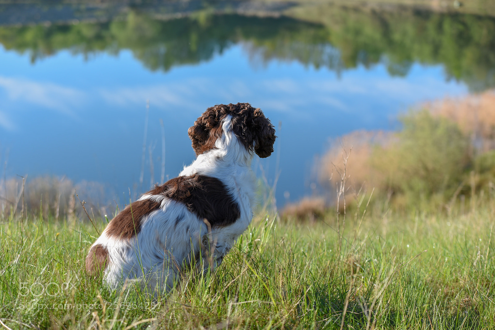 Nikon D750 sample photo. Looking at the lake photography
